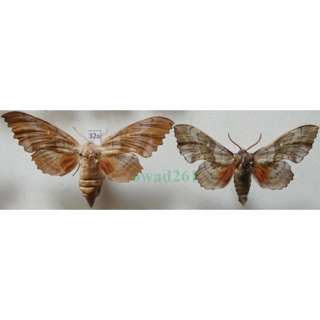 Laothoe populi populi (Linnaeus, 1758) pair Nastrosz topolowiec Poland32e